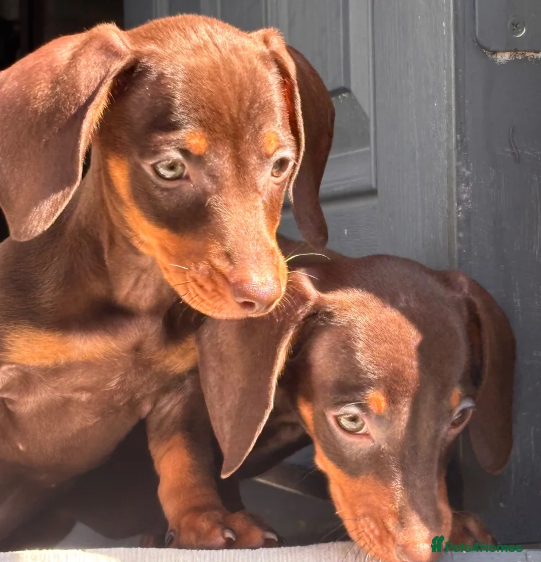 Miniature Dachshund dogs for sale: Chocolate and tan miniature dachshunds - Advert 16
