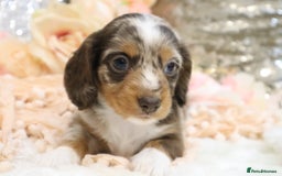 Miniature Dachshund dogs for sale: KC Miniature Dachshund Puppies - Advert 14
