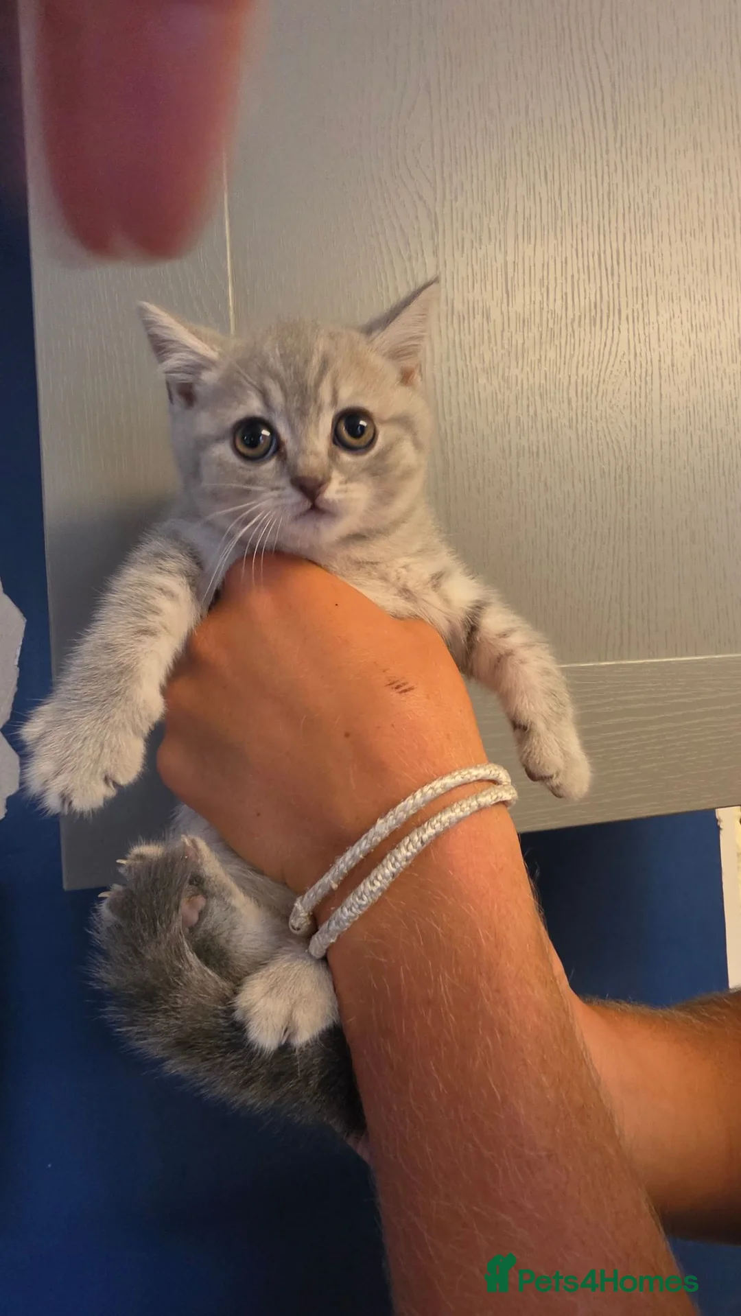 British Shorthair cats for sale: Beautiful little of BSH  - Advert 16