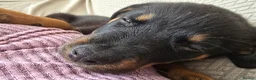 Rottweiler dogs for sale: Little girl looking for her forever home  - Advert 7