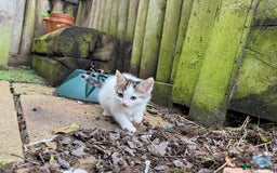 European cats for sale: Adorable Tuxedo Longhair Kittens  - Image 12