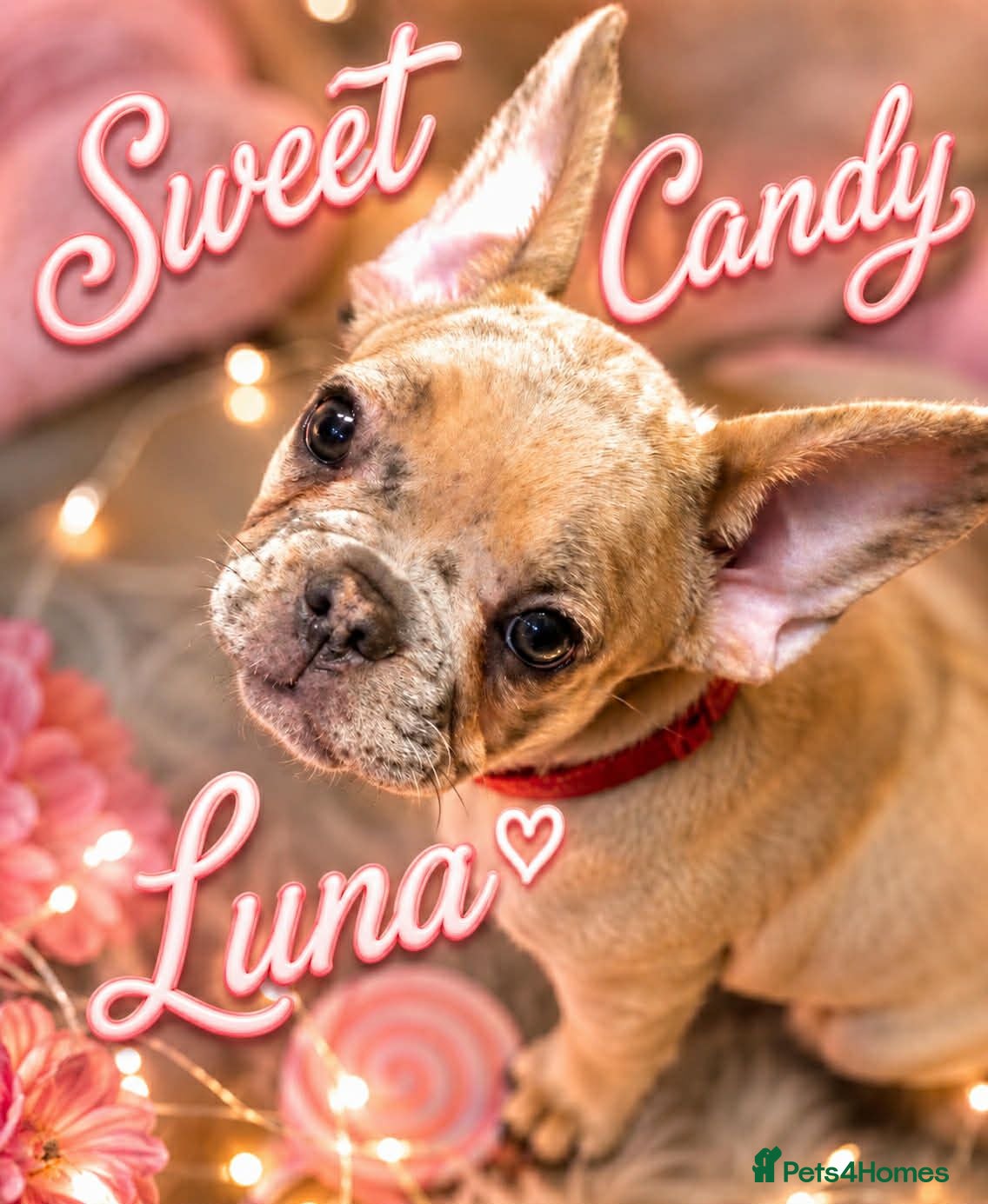 French Bulldog dogs French bulldog ready to leave last boy and girl - Advert 22