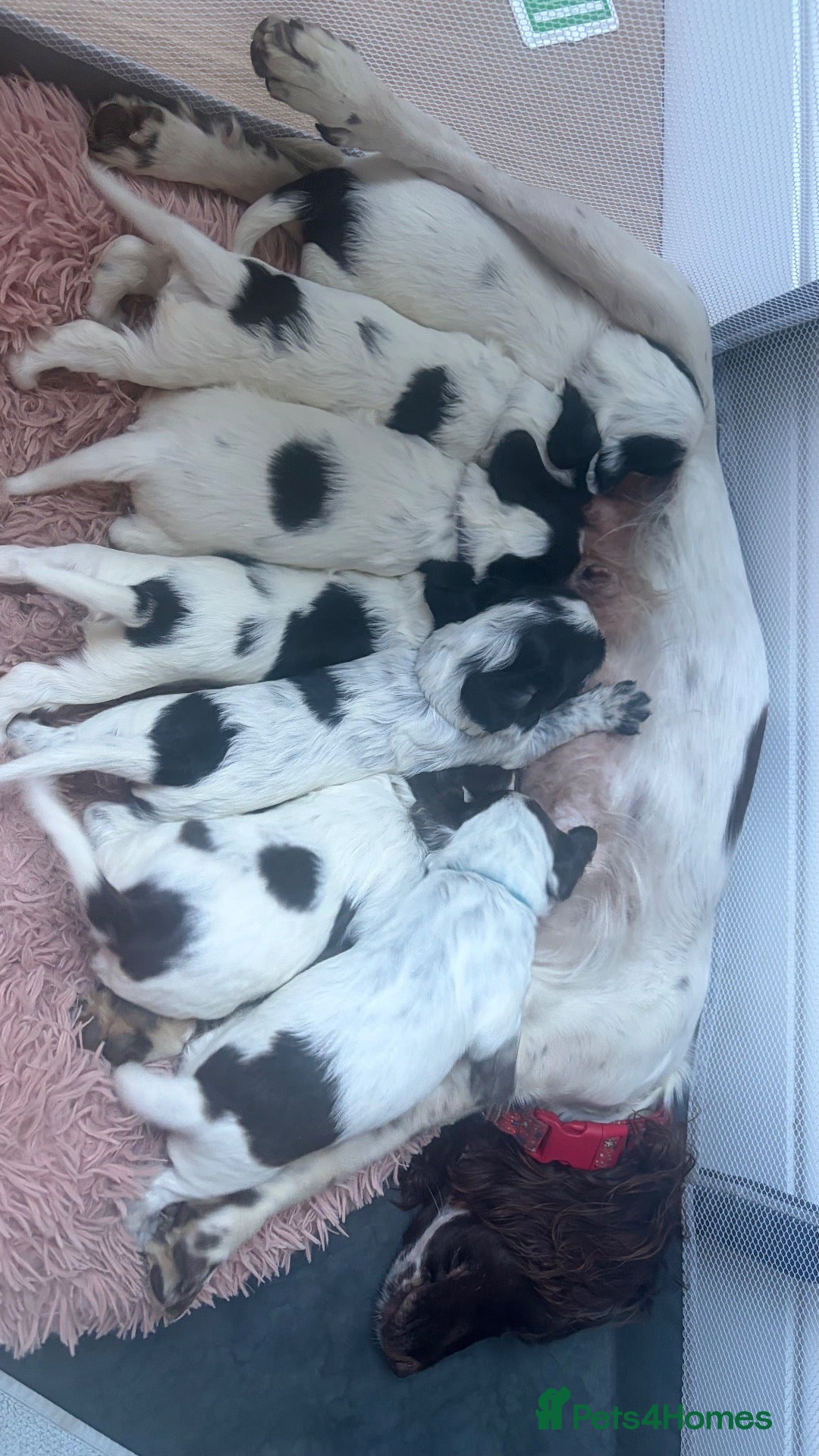 Cocker Spaniel dogs Black and white cocker spaniel pups  - Advert 1