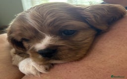 Mixed Breed dogs for sale: Cockerlier - Image 3