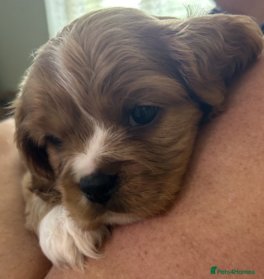 Mixed Breed dogs for sale: Cockerlier - Image 3