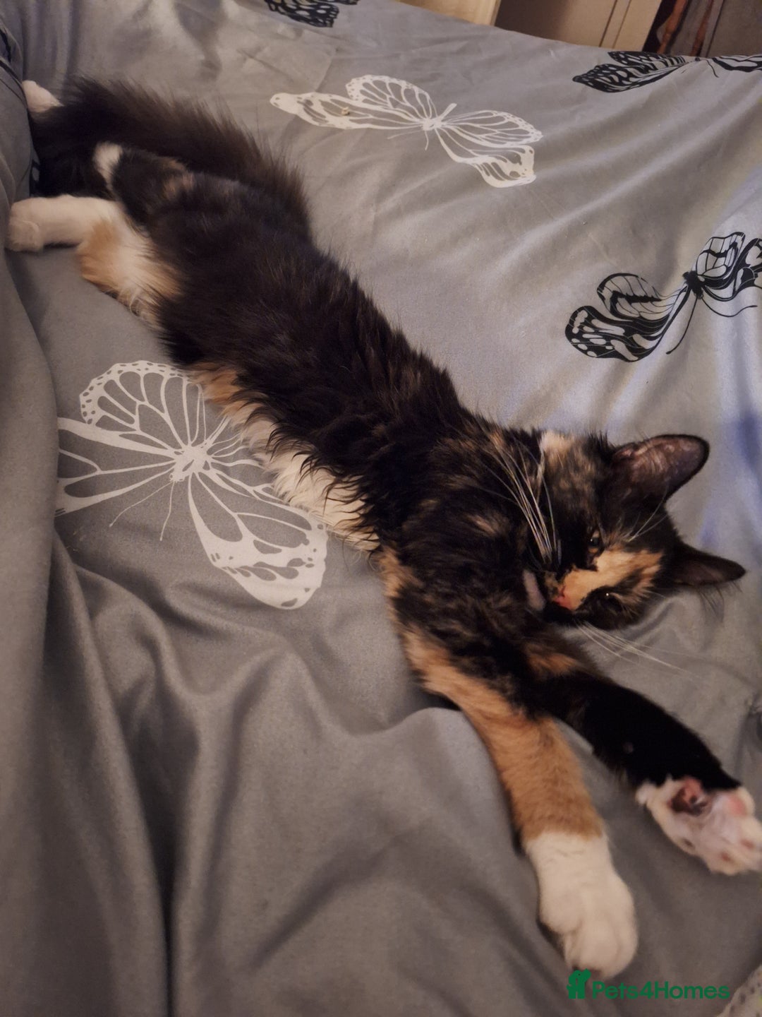 British Longhair cats for sale: Kitten almost 6 months old - Image 4