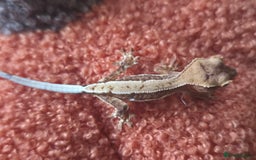 Gecko reptiles for sale: Beautiful Unsexed Crested Geckos ⬇️  - Image 7