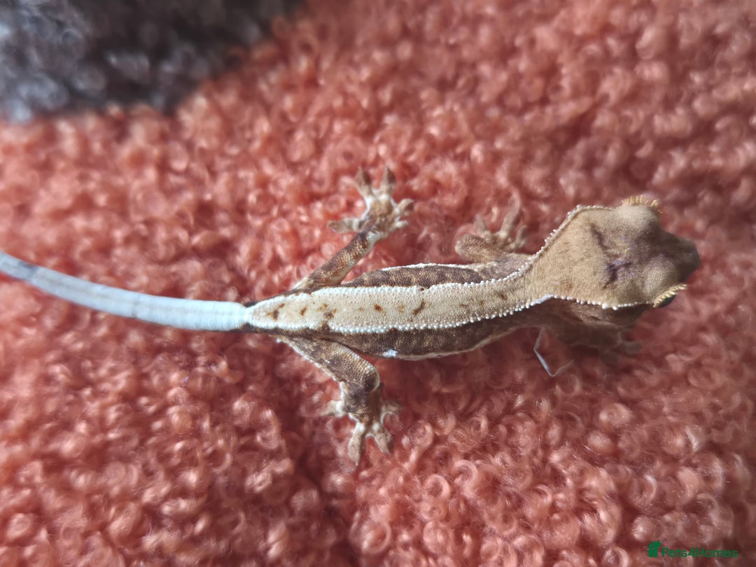 Gecko reptiles for sale: Beautiful Unsexed Crested Geckos ⬇️  - Image 7