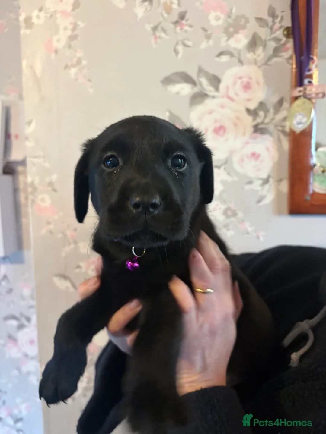 Labrador Retriever dogs for sale: 🐾 Gorgeous Labrador Puppies for Sale 🐾  - Advert 4
