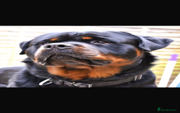 Rottweiler dogs for sale: Rottweiler puppies  - Image 7