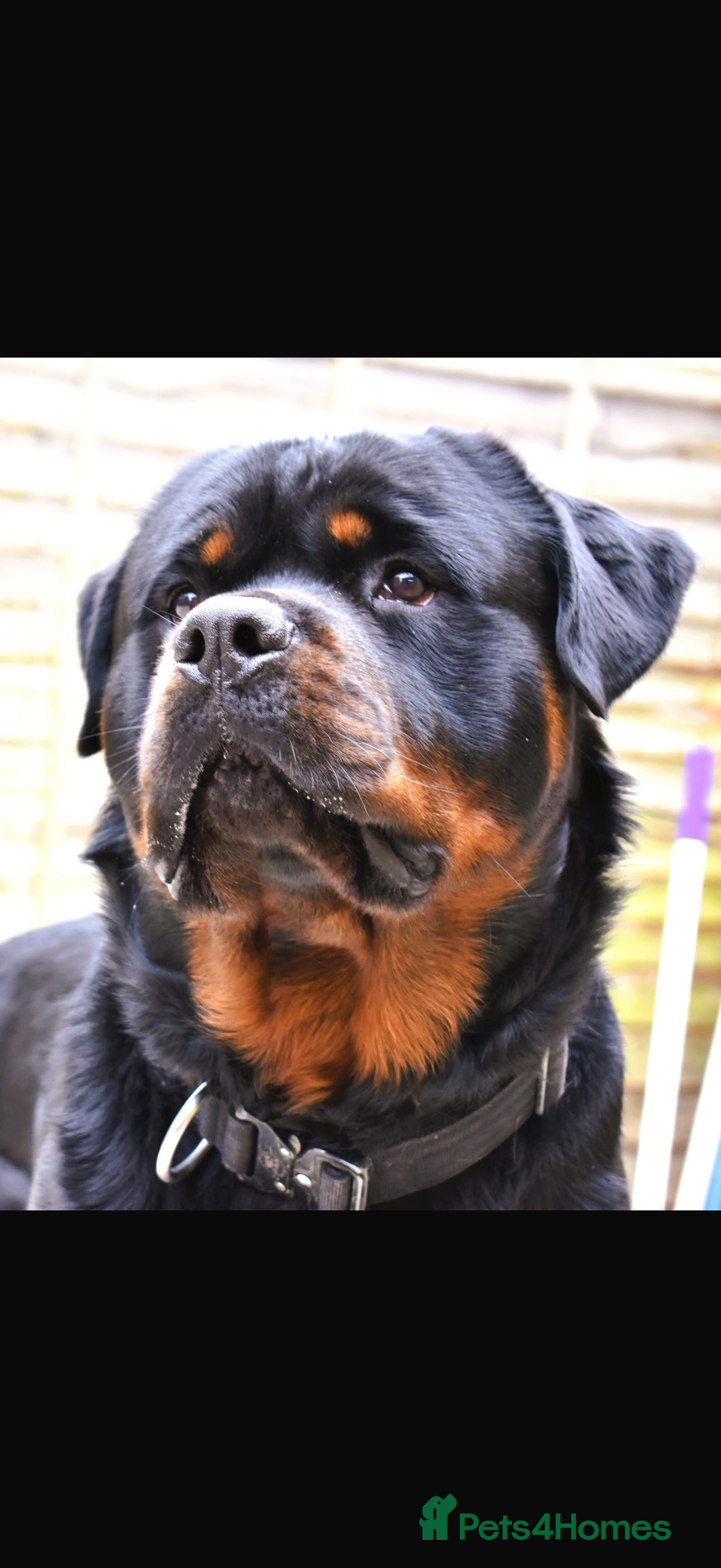 Rottweiler dogs for sale: Rottweiler puppies  - Image 7
