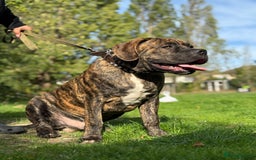 Mixed Breed dogs for sale: Very rare orange6month old tiger boy - Image 5