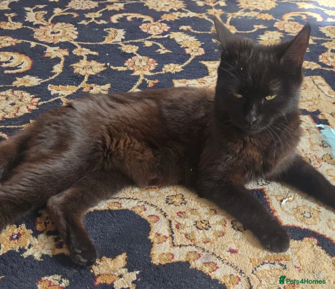 Mixed Breed cats for sale: Black kittens - Advert 2