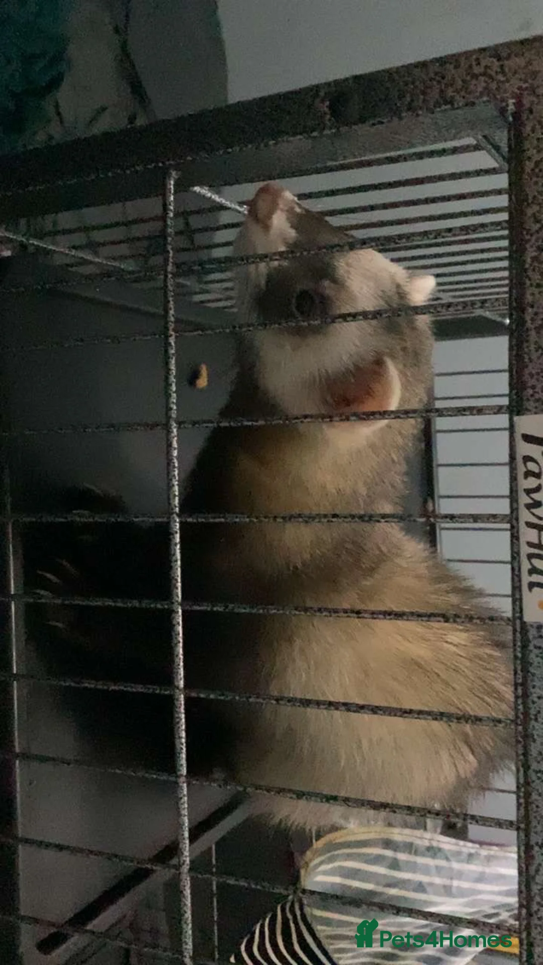 Ferret rodents for sale: 2 ferrets in Liverpool - Advert 2