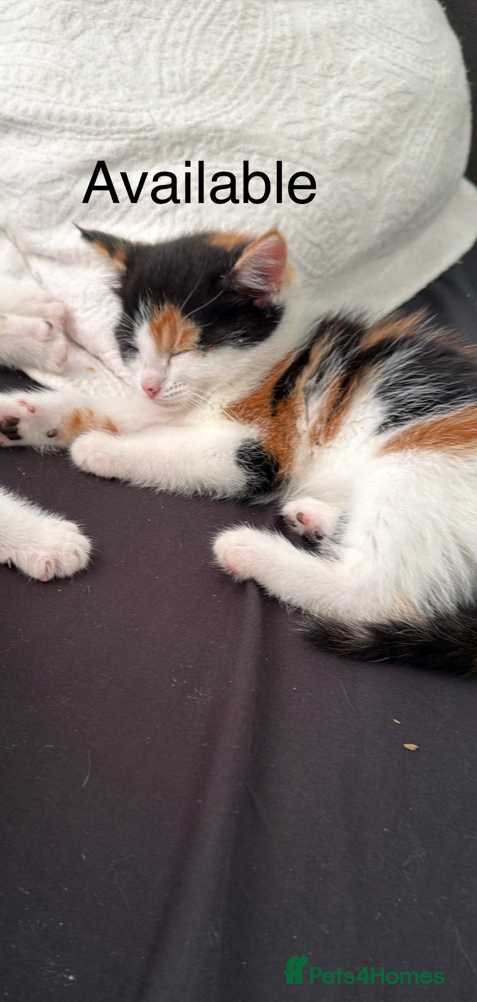 Brazilian Shorthair cats Beautiful Brazilian Shorthair kittens - Advert 1