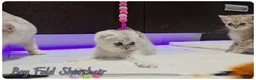 Scottish Fold cats for sale: Scottish Fold kittens - Advert 2