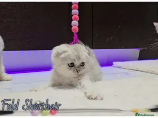 Scottish Fold cats Scottish Fold kittens - Advert 1