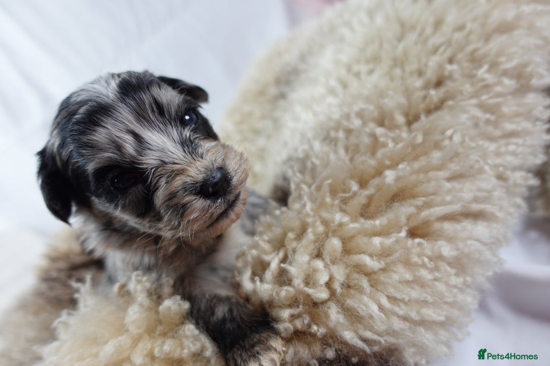 Sheepadoodle dogs for sale: Mini Sheepadoodle the wait is over!  - Image 22