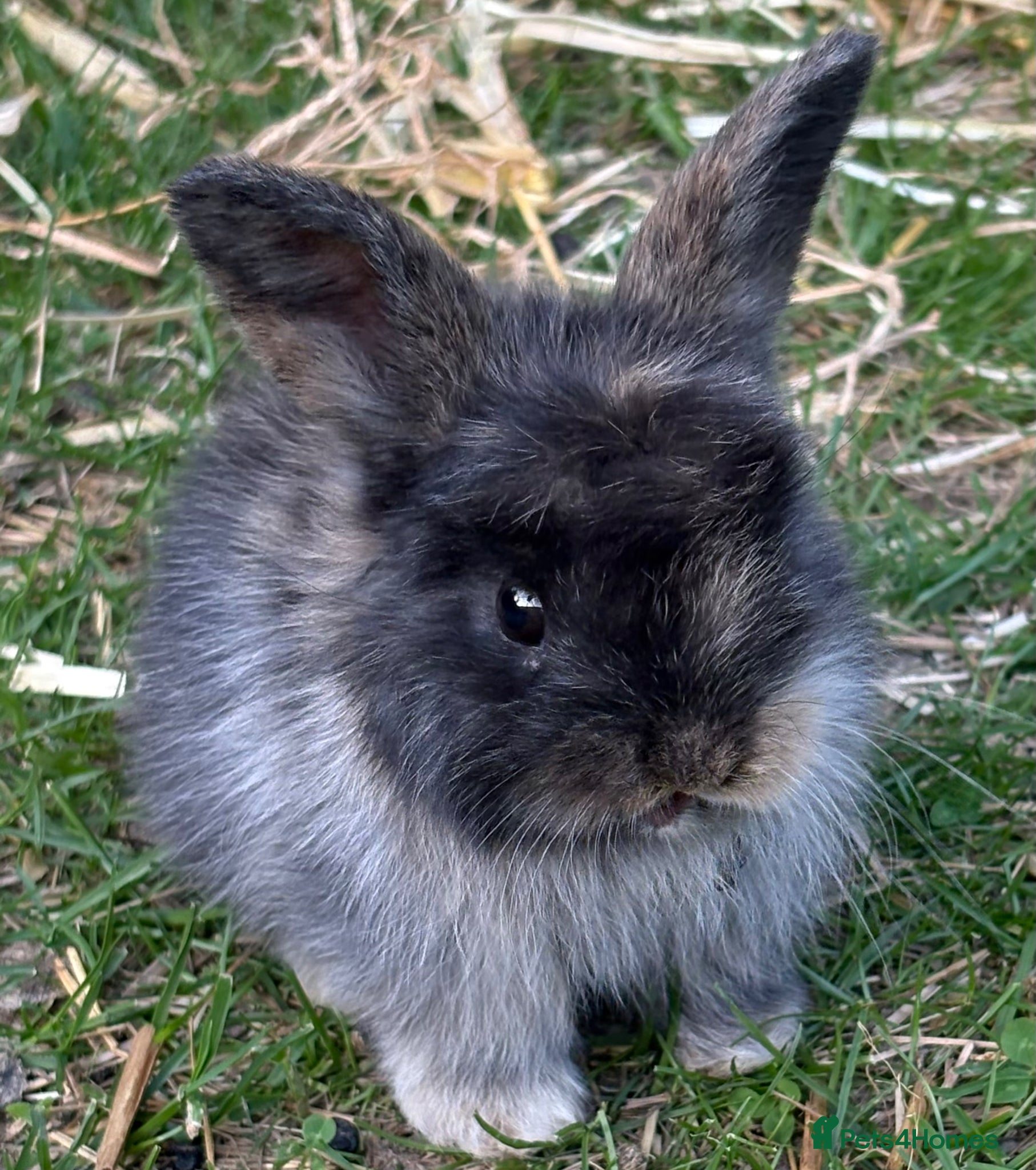 Mini Lop rabbits Beautiful baby bunnies - Advert 7