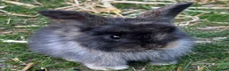 Mini Lop rabbits for sale: Beautiful baby bunnies in Heckmondwike - Advert 1