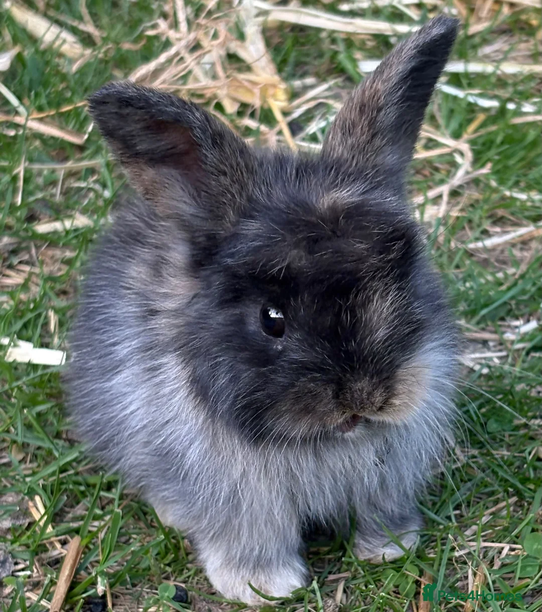 Mini Lop rabbits for sale: Beautiful baby bunnies in Heckmondwike - Advert 1