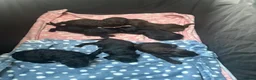 Labradoodle dogs for sale: Adorable miniature Labradoodle puppies  - Advert 4