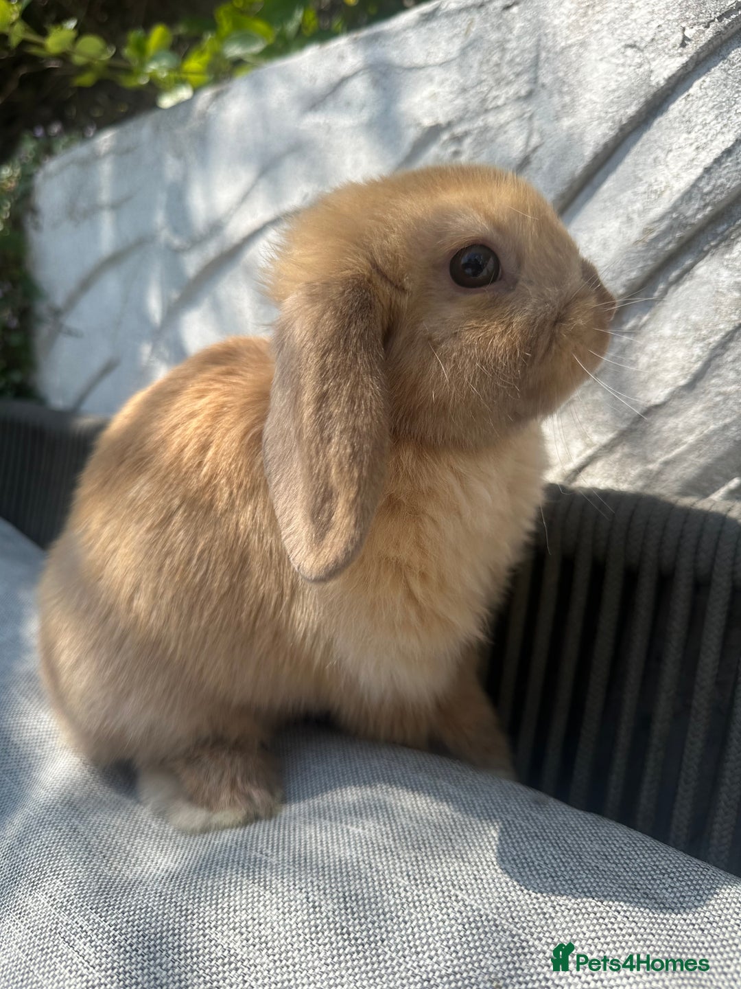 Mini Lop rabbits for sale: 2x Gorgeous mini lops sadly needing to be rehomed  - Image 6