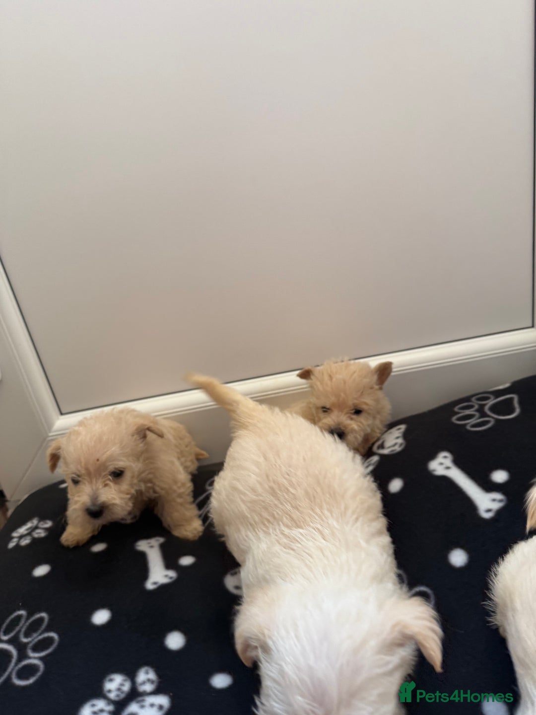West Highland Terrier dogs for sale: DNA health tested Westie-poos  - Image 33