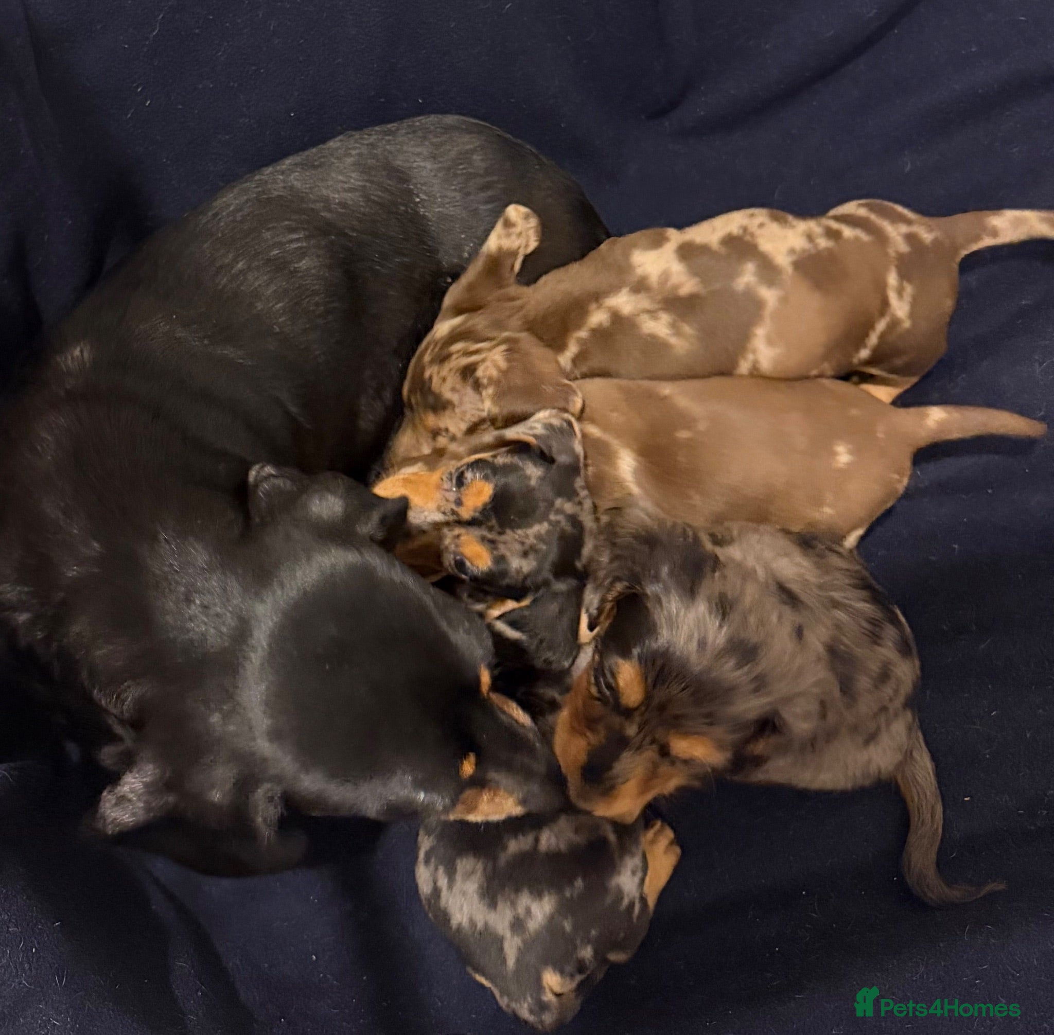 Miniature Dachshund dogs Stunning Dapple Miniature Dachshund’s  - Advert 3