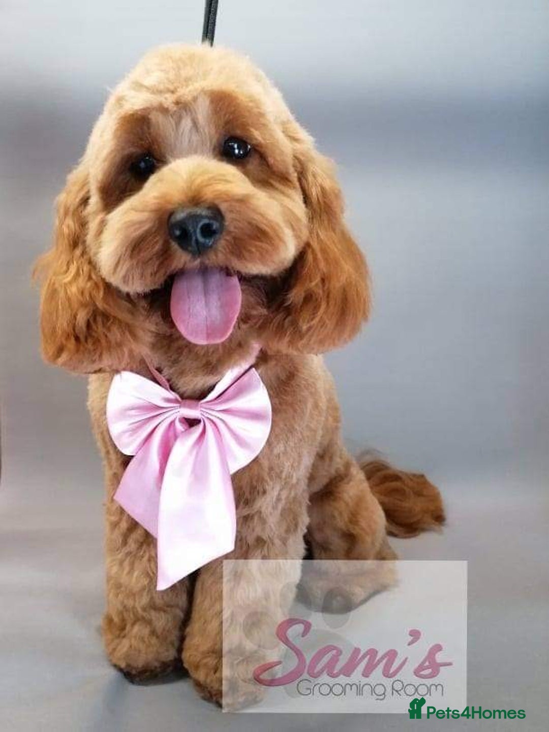 Cockapoo dogs for sale: ⭐️F1B cockapoo puppies⭐️ - Image 3