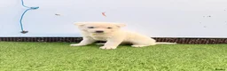 Akita dogs for sale: Akita puppy’s for sale in Birmingham - Advert 34