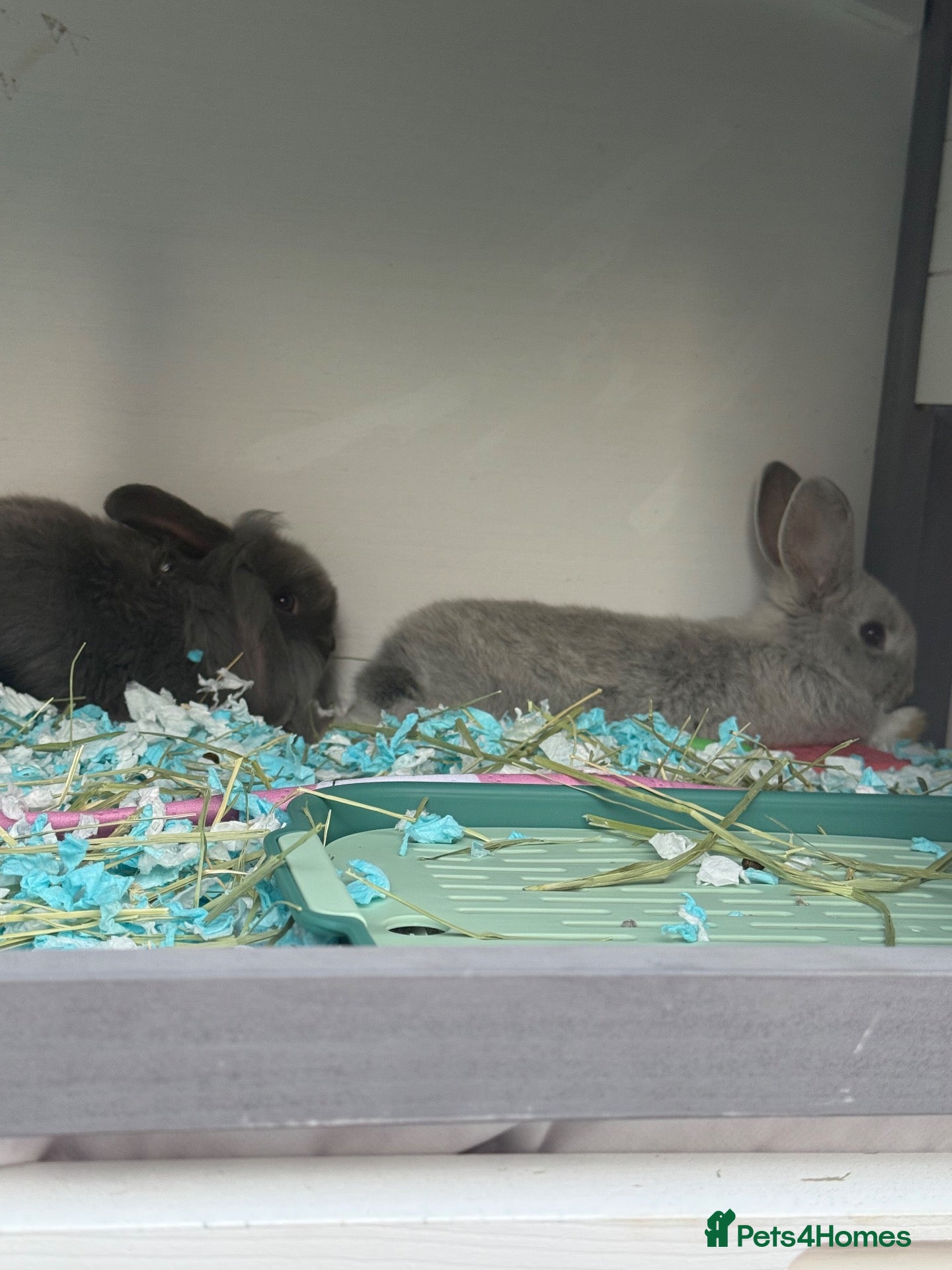 Mixed Breed rabbits Two rabbits for adoption  - Advert 16