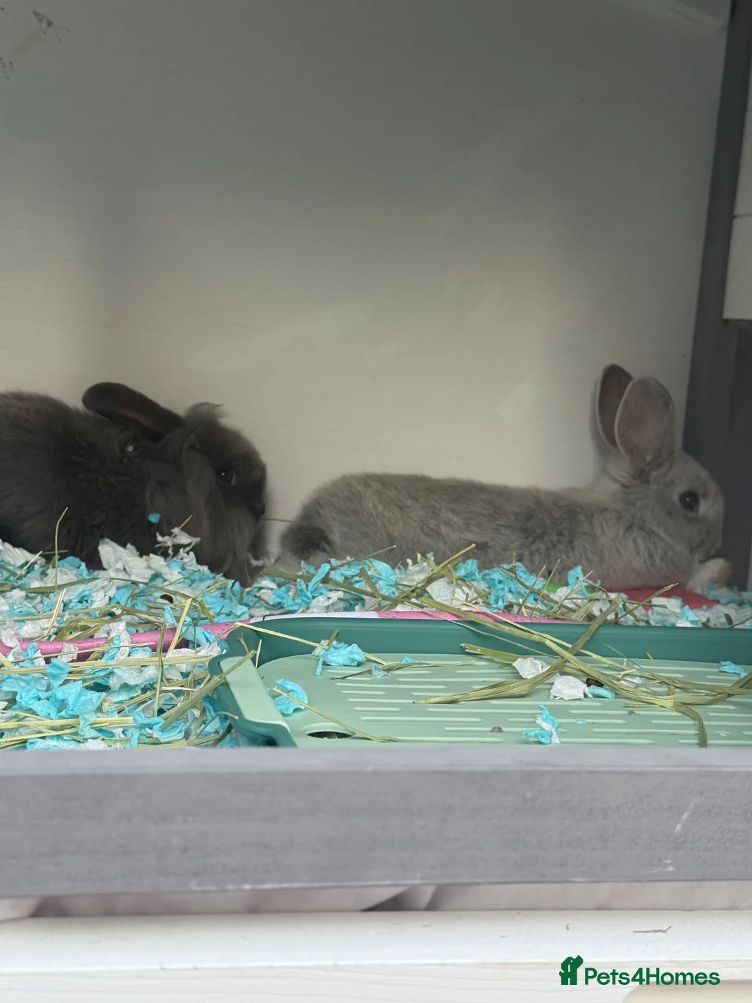 Mixed Breed rabbits for sale: Two rabbits for adoption  in Wokingham - Advert 1