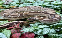 Python Snake reptiles for sale: Mixture of Royal Pythons, Corn Snakes, Sand Boa - Image 5