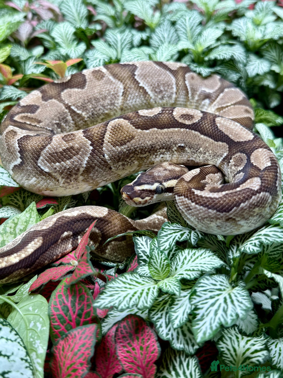 Python Snake reptiles for sale: Mixture of Royal Pythons, Corn Snakes, Sand Boa - Image 5