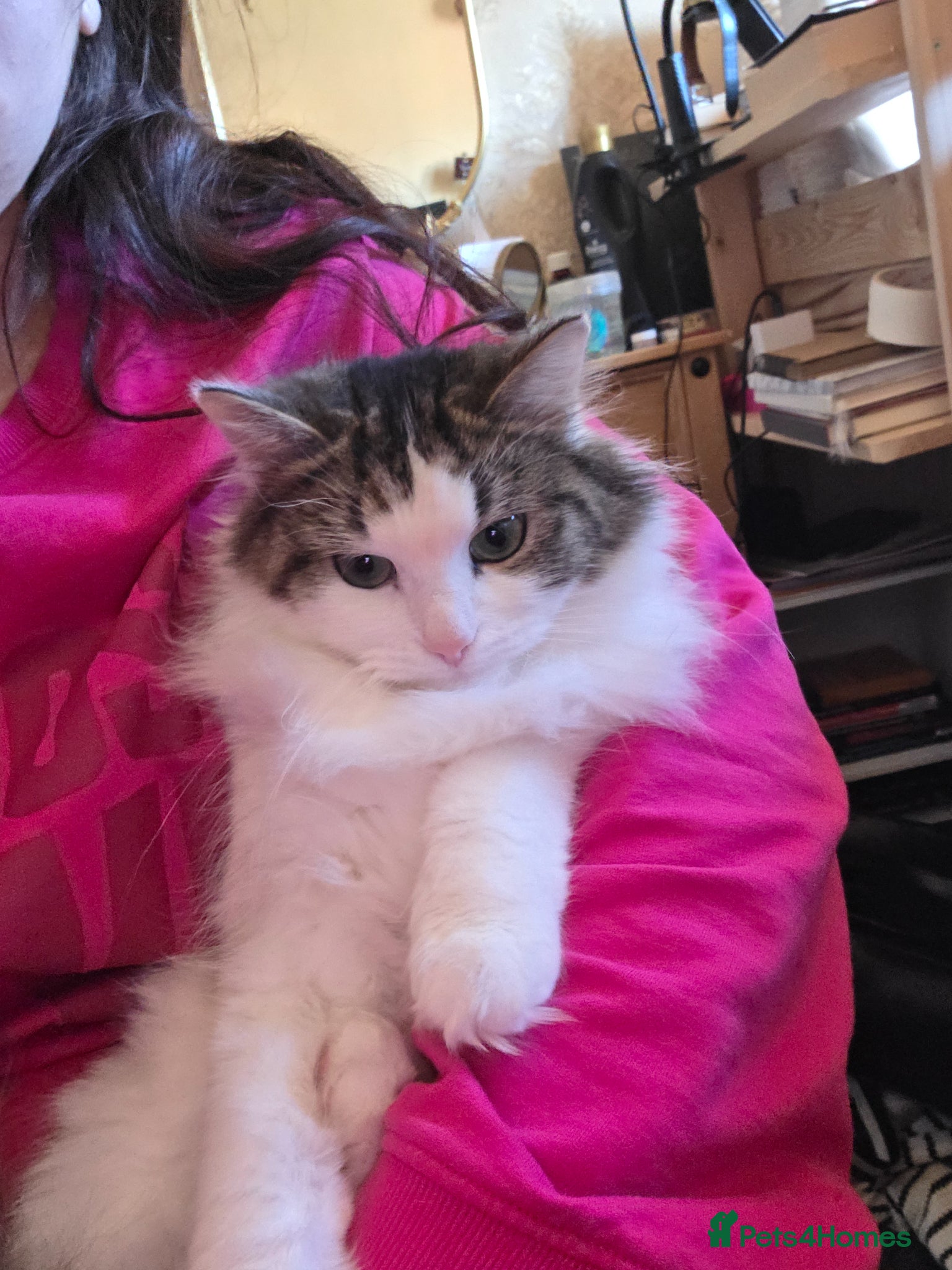 RagaMuffin cats Beautiful Ragamuffin Female For Sale - Advert 3