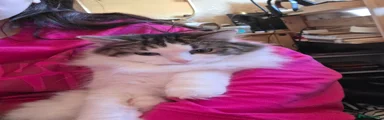 RagaMuffin Kitten 1