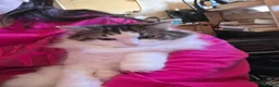 RagaMuffin cats for sale: Beautiful Ragamuffin Female For Sale in Uxbridge - Advert 1