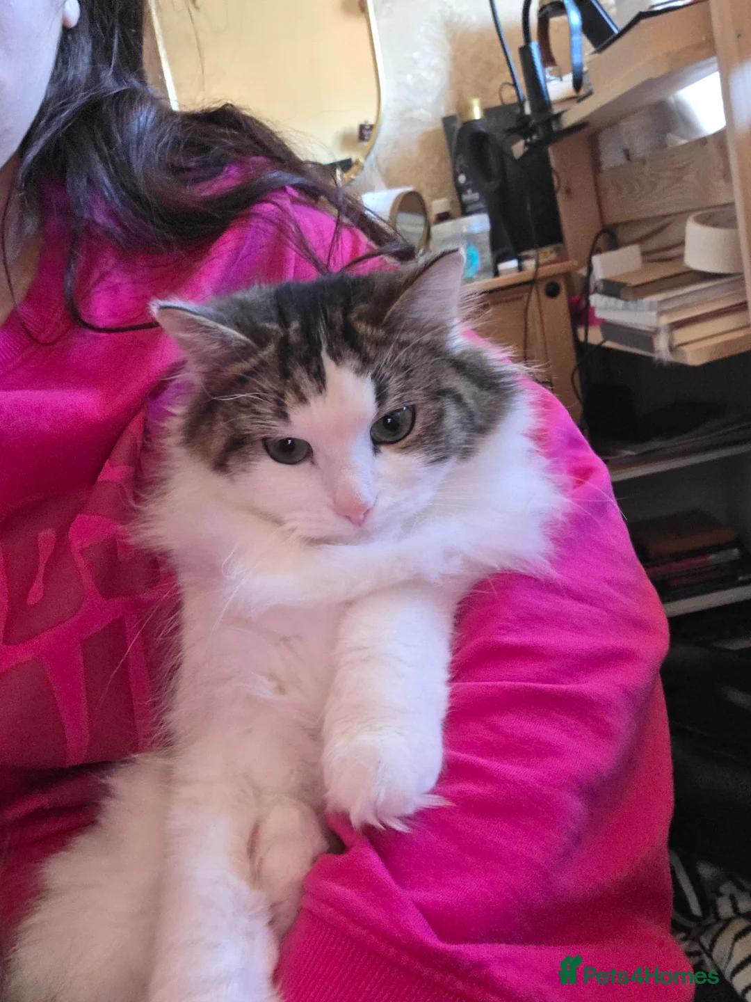 RagaMuffin cats for sale: Beautiful Ragamuffin Female For Sale in Uxbridge - Advert 1