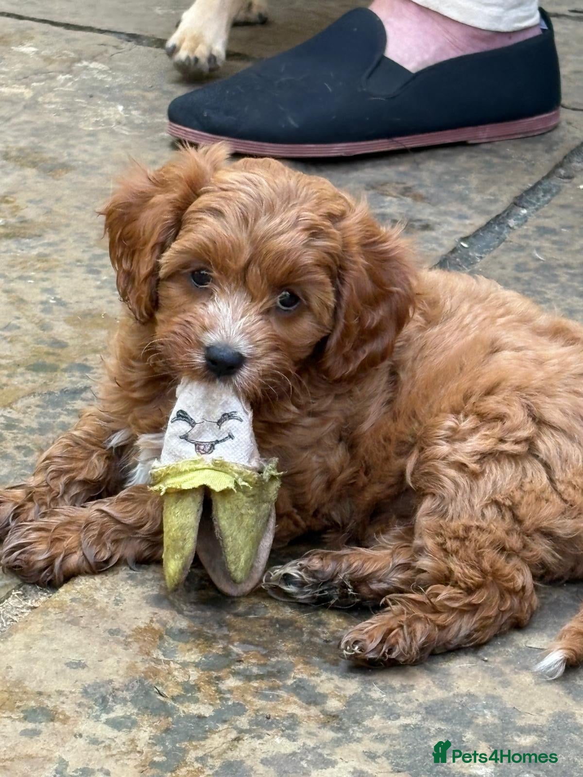 Cavapoo dogs LAST  GIRL AVAILABLE Health Tested Cavapoos - Advert 1