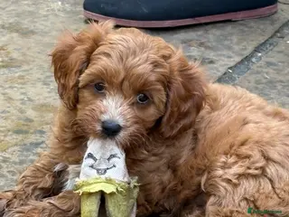 Cavapoo dogs LAST GIRL AVAILABLE Health Tested Cavapoos - Advert 1
