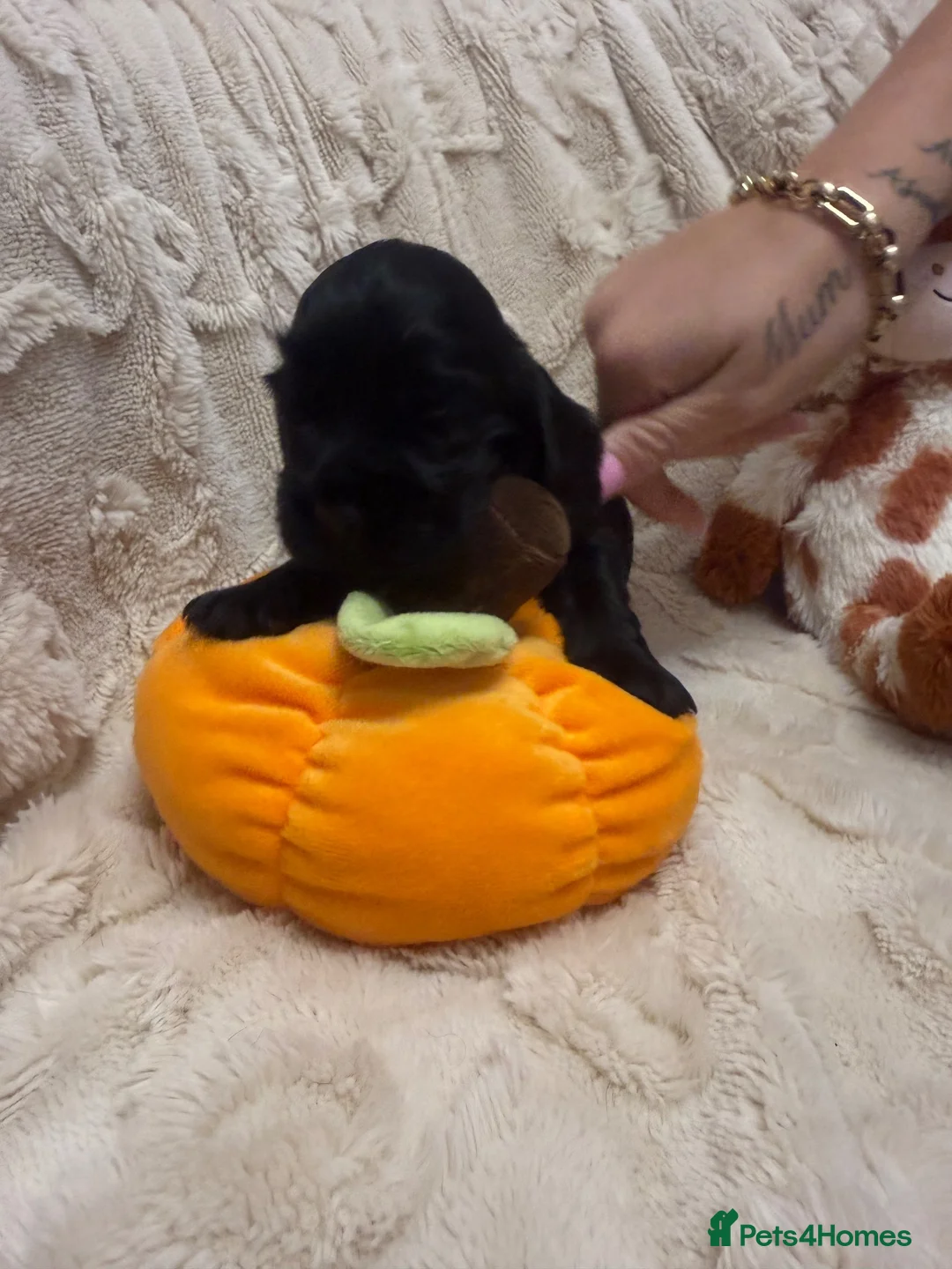 Cocker Spaniel dogs for sale: Show Cocker Spaniel puppies  - Advert 2