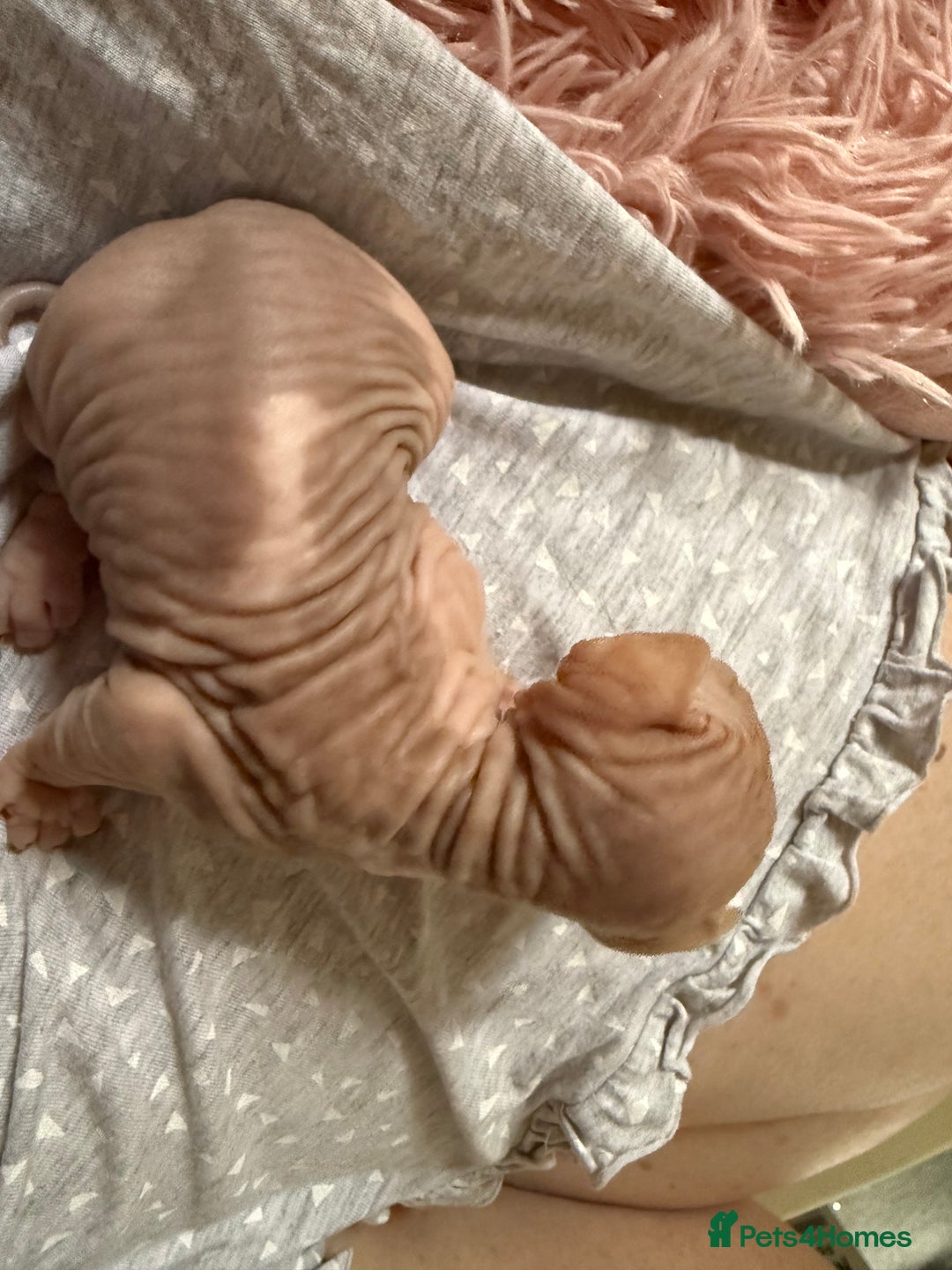 Sphynx cats for sale: Sphynx little naked babies - Image 11