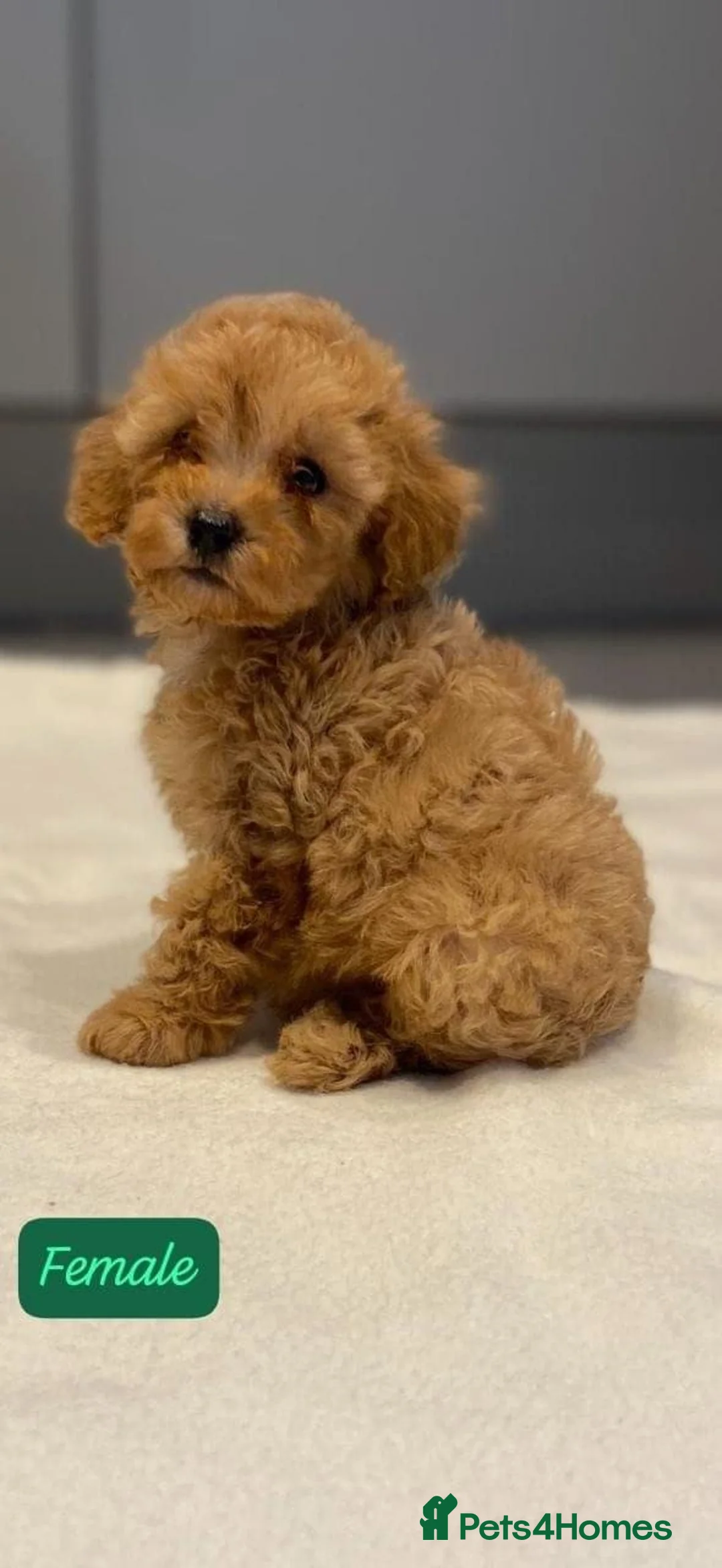Cavapoo dogs for sale: Cavapoo Puppies for Sale in Edinburgh - Advert 6