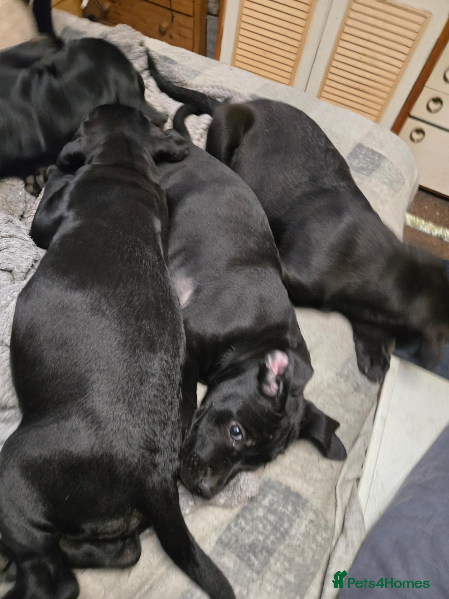 Mixed Breed dogs Corsodors - Labrador X Italian Corso Puppies - Advert 1
