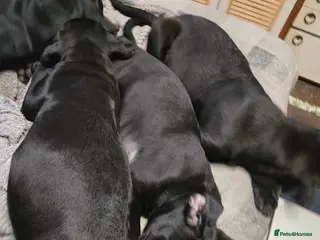 Mixed Breed dogs Corsodors - Labrador X Italian Corso Puppies - Advert 1