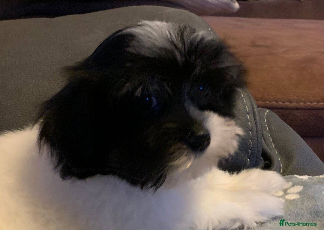 Maltese dogs for sale: Adorable little Maltese puppies  - Image 5