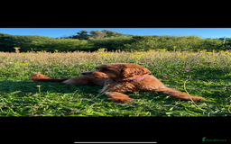 Cavapoo dogs for sale: Cavapoo F1b puppies due in December - Image 10