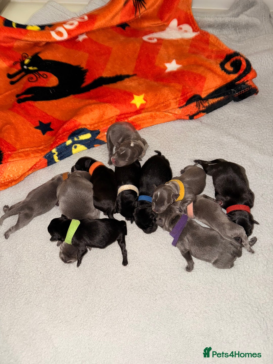 Staffordshire Bull Terrier dogs for sale: Champion sired Staffordshire bull terriers - Image 4
