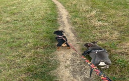 Mixed Breed dogs for sale: 5 year old Dachshund (cross) needs rehoming - Image 12